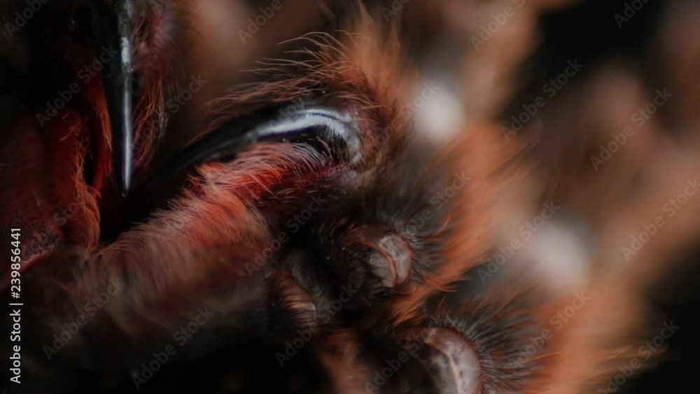 hairy, large spider mandibles, chelicerae, chelicera, Grammostola Rosea rotating, extreme macro, close hairy, large spider mandibles, chelicerae, chelicera, Grammostola Rosea rotating, extreme macro, close