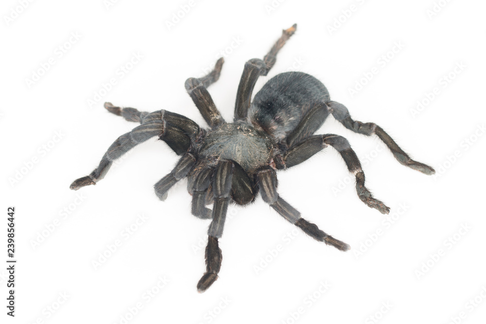 Close up of Chilean Rose Tarantula , Grammostola rosea Close up of Chilean Rose Tarantula , Grammostola rosea