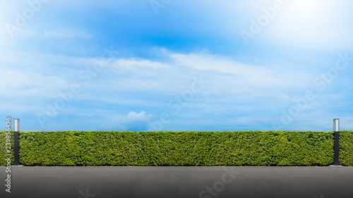 Canvas Print Beautiful green leaf wall hedge fence near cement road with blue sky and clound background copy space for backdrop