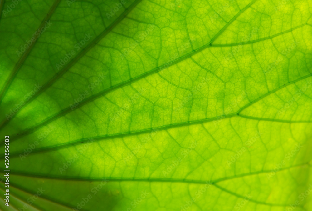 Light background green Leaves abstract wallpaper Light background green Leaves abstract wallpaper