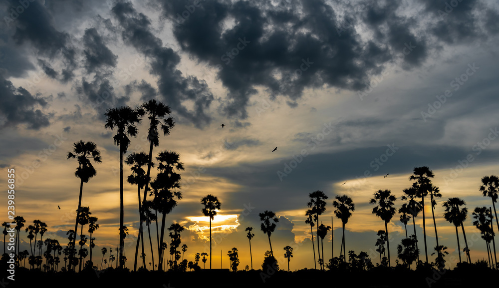 Twilight Beautiful sunset landscape with sugar palm trees Silhouette