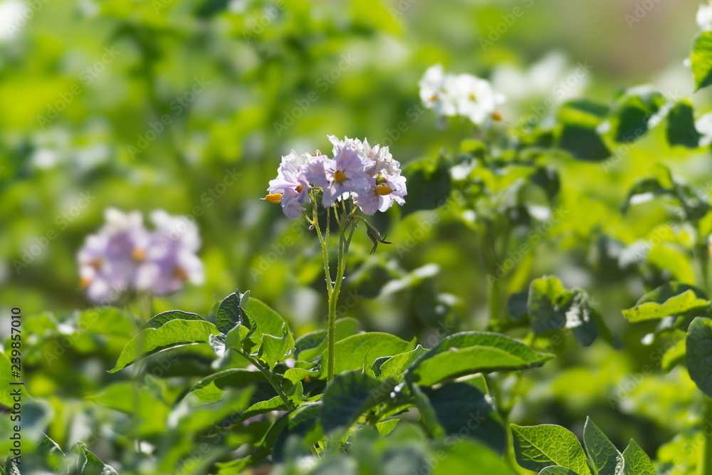 Violet flowers of potatoes in a potato field during the growing season. Violet flowers of potatoes in a potato field during the growing season.