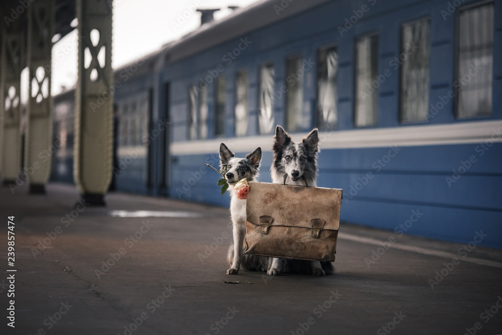two dogs together. Meeting at the station. Travelling with a pet