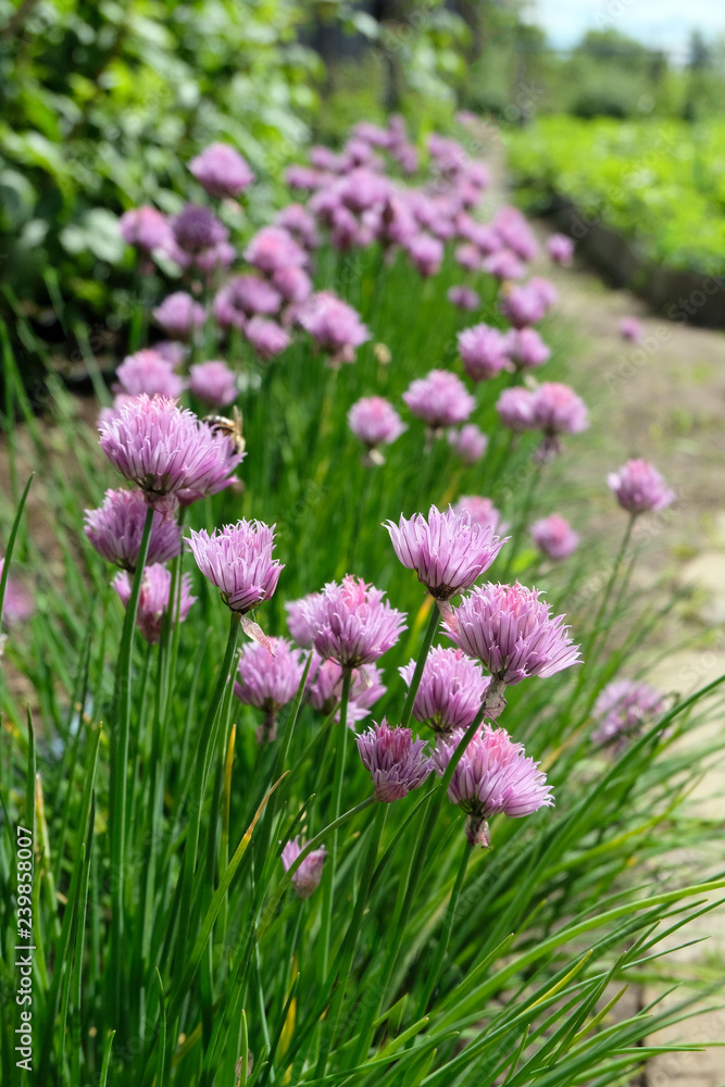 Naklejka premium purple flowers in the garden