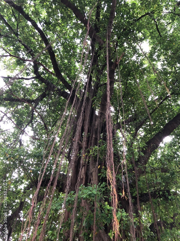 Obraz premium The big benjamin fig tree in Thai temple