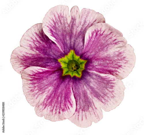 Pink violet flower isolated on white background. For design. Close-up. Nature. © nadezhda F