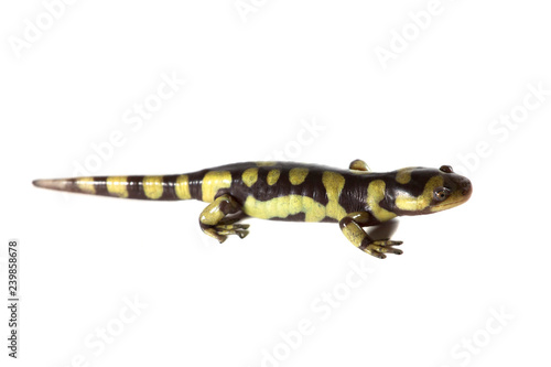 Tiger Salamander isolated on a white background