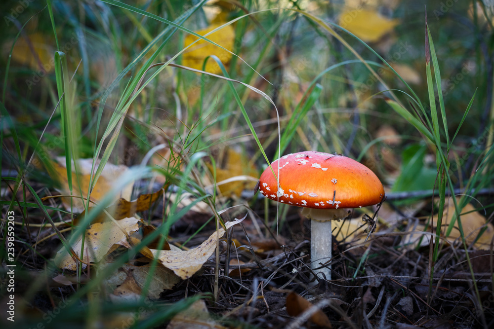 Poisonous Spotted Mushrooms in Magical Green Forest Poisonous Spotted Mushrooms in Magical Green Forest