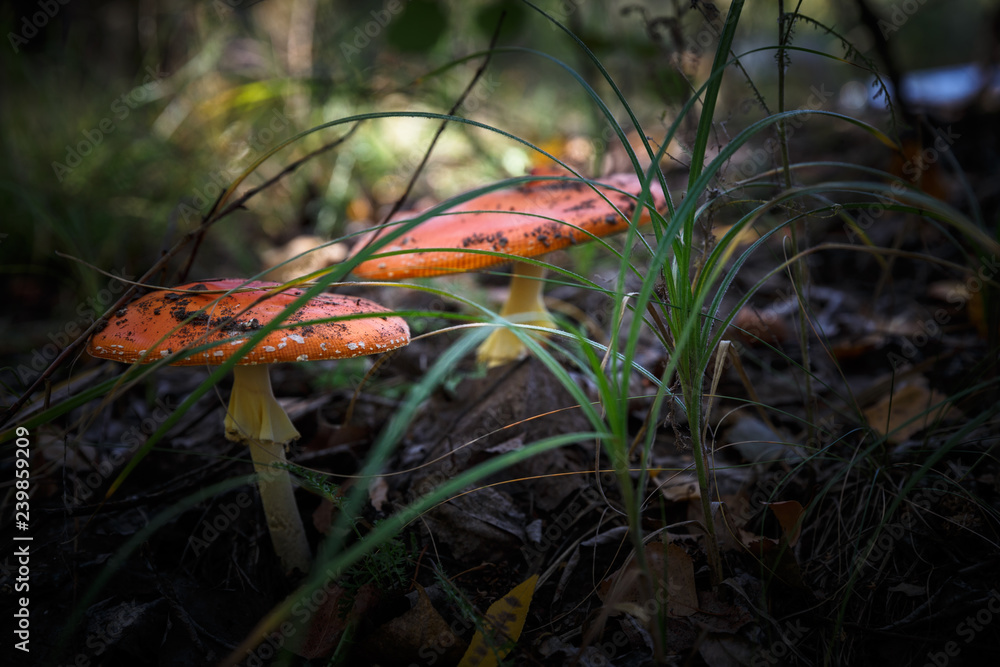 Poisonous Spotted Mushrooms in Magical Green Forest Poisonous Spotted Mushrooms in Magical Green Forest