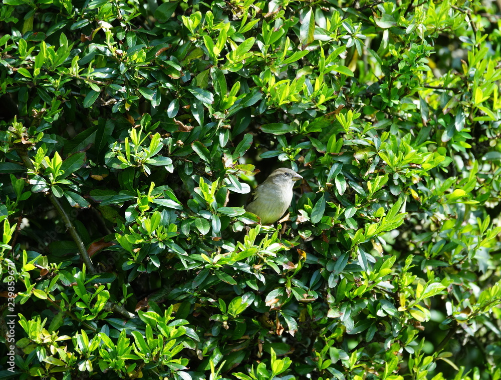 Obraz premium Garten,Hecke,Lebensraum,Sperling