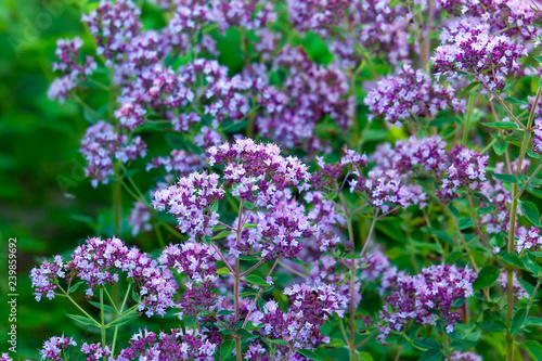 Flowers of origanum vulgare or common oregano  wild marjoram.