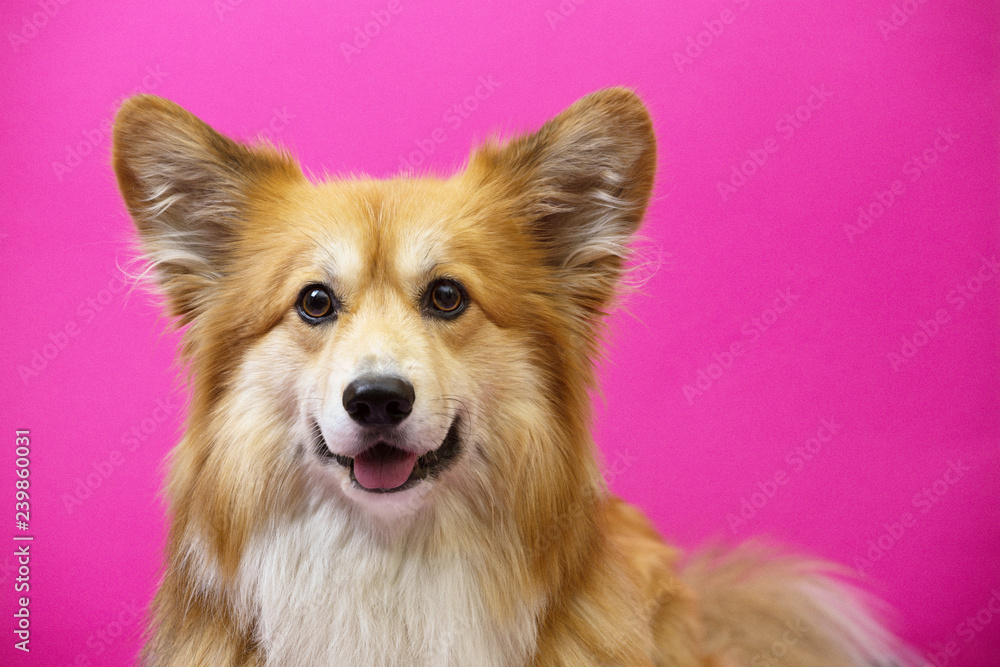 corgi fluffy portrait corgi fluffy portrait