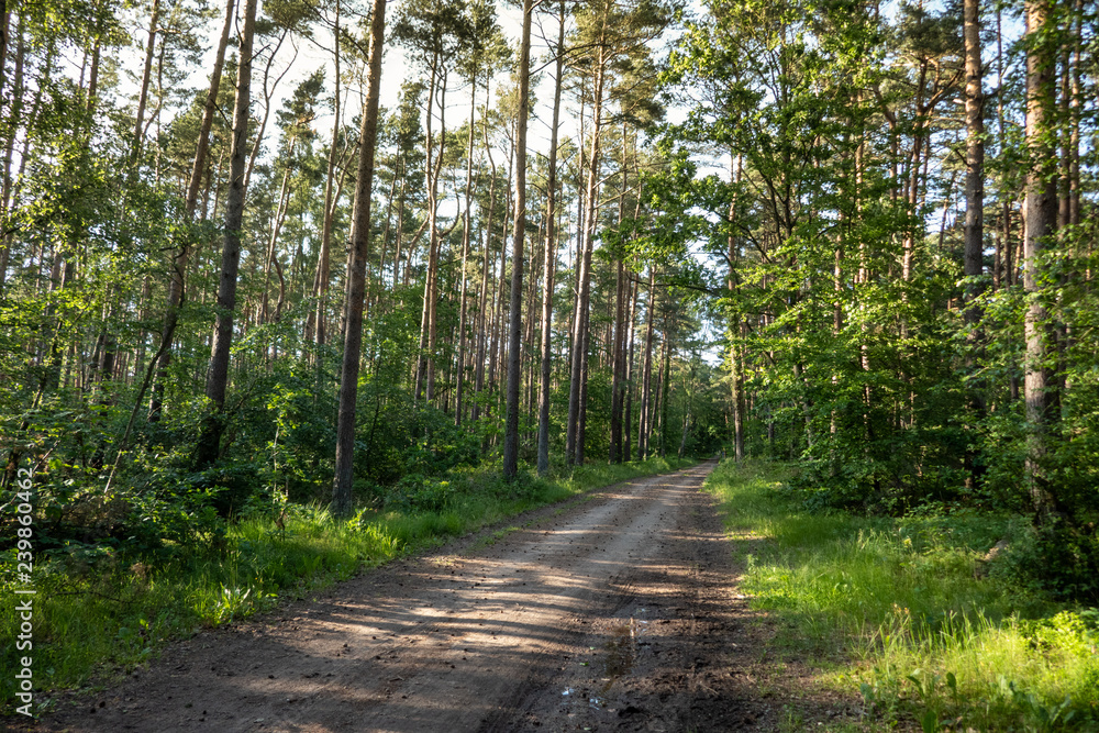 A forest path on the Baltic Sea A forest path on the Baltic Sea