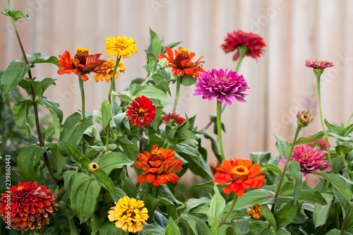 Fotografi Zinnia flowers in a garden