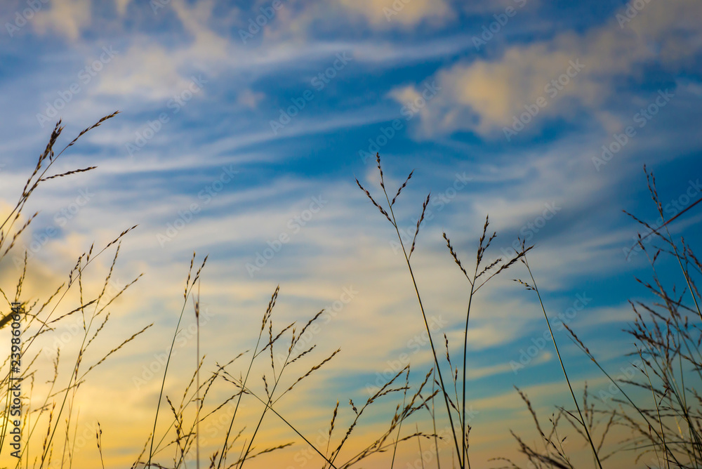Obraz premium Grassland landscape with blue sky Evening time