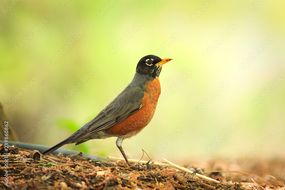 American Robin at Tonaquint Park in St George, Utah American Robin at Tonaquint Park in St George, Utah