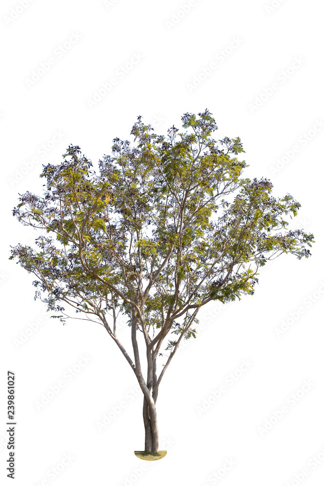 Tree isolated on white background. Tree isolated on white background.