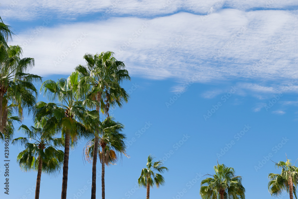 Bright green palm trees with blue sky with shattered clouds in the background with copy space