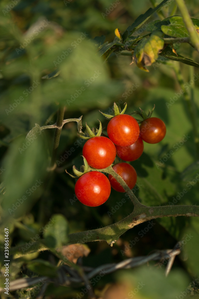 Growing tomatoes in garden Growing tomatoes in garden