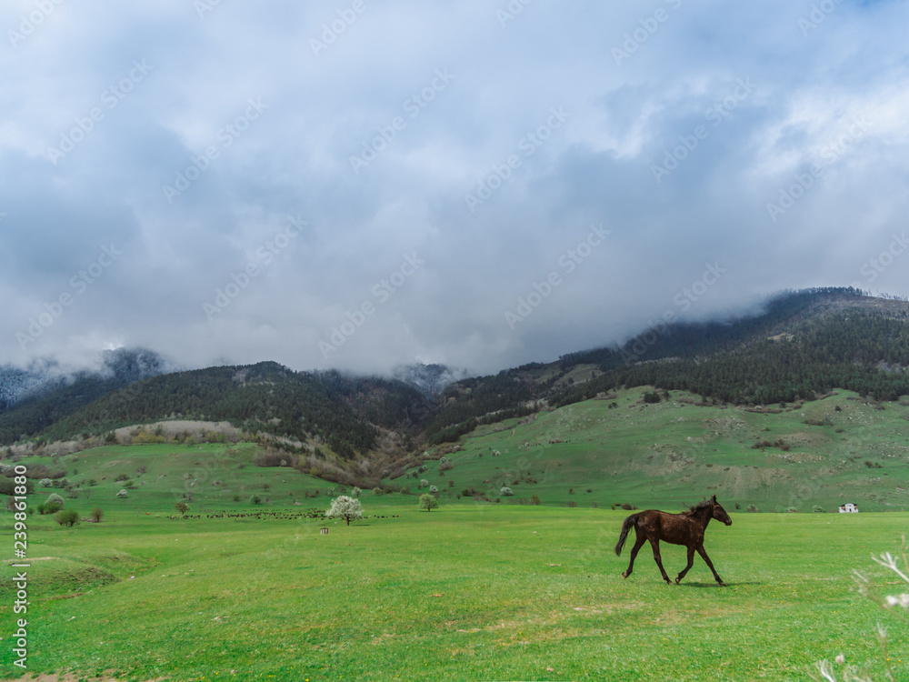 The horse runs through the spring meadow. On the background of mountains and clouds. Herd of sheep grazing