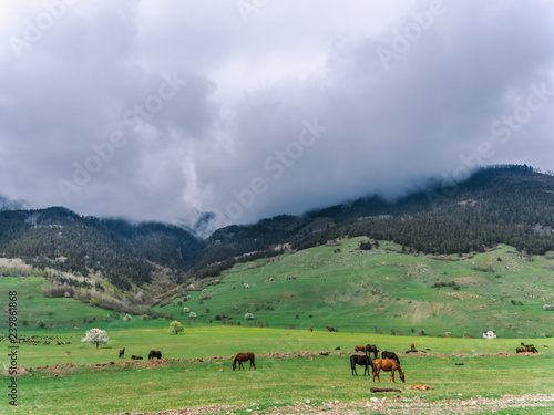 Horses grazing in a meadow with mountains in the background. Flowering tree blooms. Spring in the mountains