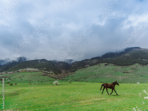 The horse runs through the spring meadow. On the background of mountains and clouds. Herd of sheep grazing