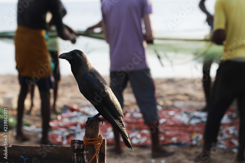 Fish crow near anonymous fishermen photo