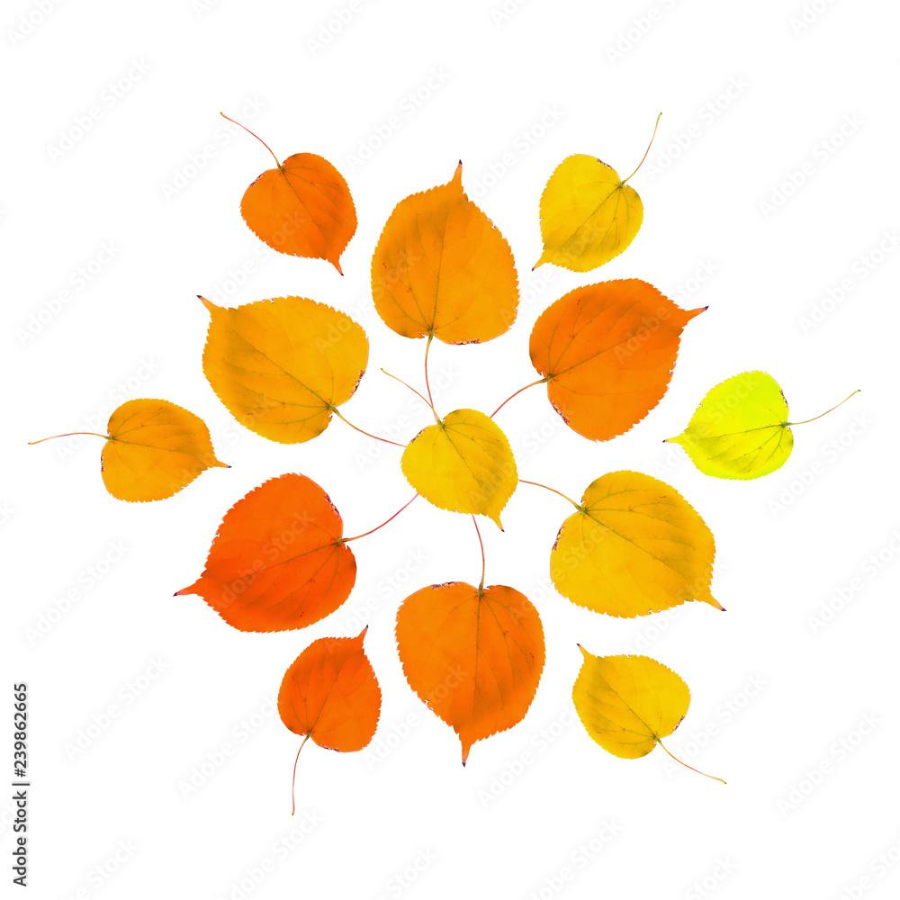 Obraz premium Autumn orange, yellow, brown, red leaves arranged in a circular mosaic pattern isolated