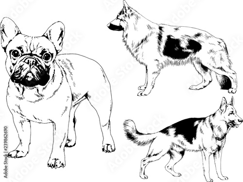 vector drawings sketches pedigree dogs in the racks drawn in ink by hand   objects with no background