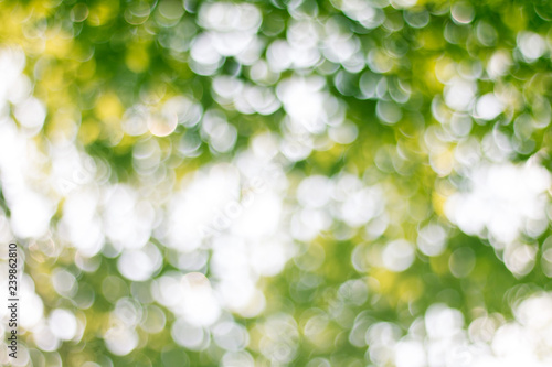 Natural green blurred abstract for background
