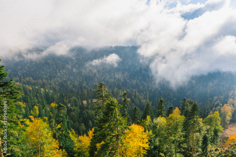 Age-old spruce forest in the mountains. Mountain landscape. Warm autumn Sunny day. The slopes of the mountains covered with autumn woods. Clouds over forest. Top view
