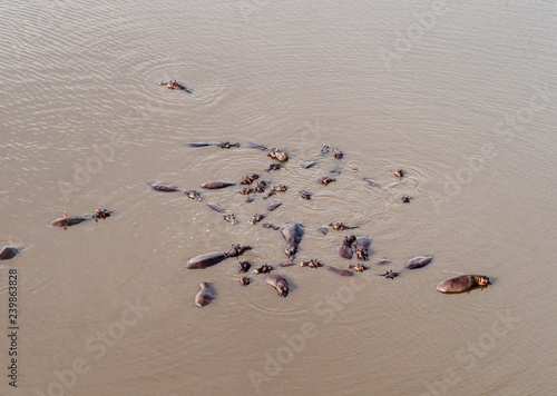 Aerial view on large group of hippos in the Okavango River, aerial view from heli., Okavango Delta, Botswana, Africa
