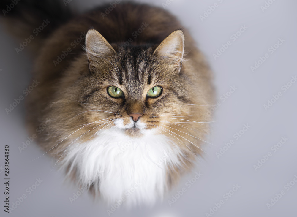 fluffy Siberian cat sitting on a gray studio background and looking up, top view of beautiful pet