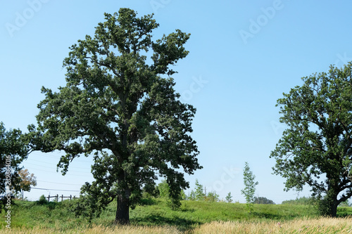 Картината върху платно A White Oak (Quercus Alba) tree, that is massive in size, and truly beautiful