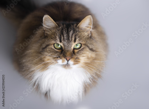 fluffy Siberian cat sitting on a gray studio background and looking up, top view of beautiful pet photo