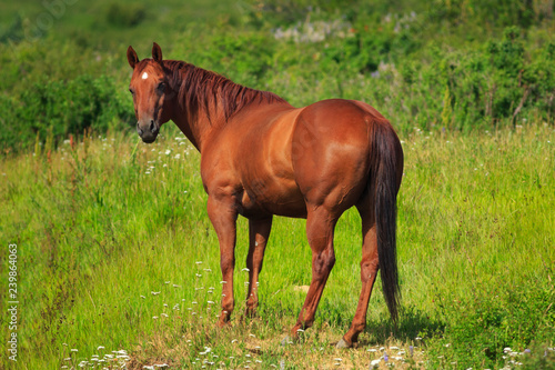 Beautiful Chestnut mare eating grass in a green pasture