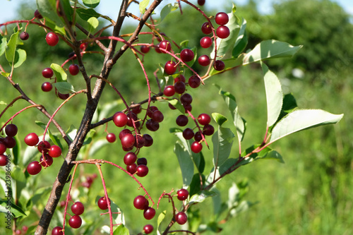 A Prunus Virginiana shrub, with a field background. Prunus Virginiana is commonly called Bitter-berry, Chokecherry, Virginia bird berry, and Western chokecherry. The fruits are edible but bitter.