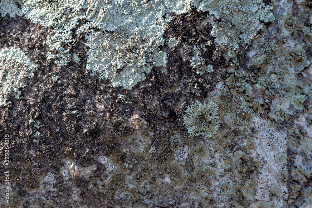 bark of a tree 007