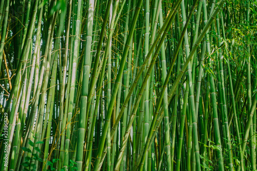 Trunks and leaves of bamboo. Bright green background. Food for Panda