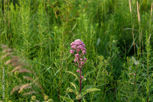 A Spotted Joe-Pye Weed, otherwise known as Eutrochium Maculatum, in a field of other flora and greenery. photo