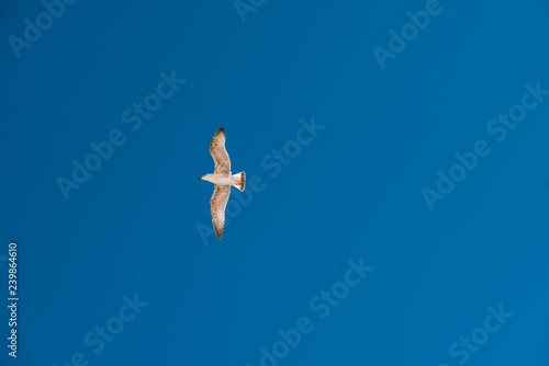 Seagull on blue sky background. The clear blue sky the Seagull soars with its wings outstretched