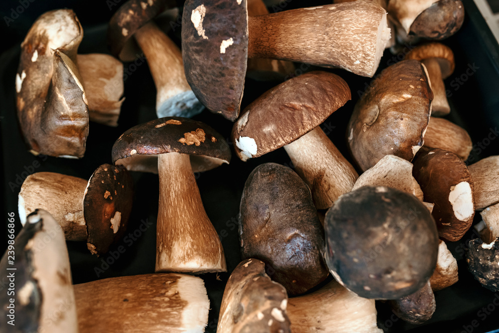 Picked Boletus edulis. Mushroom background Picked Boletus edulis. Mushroom background