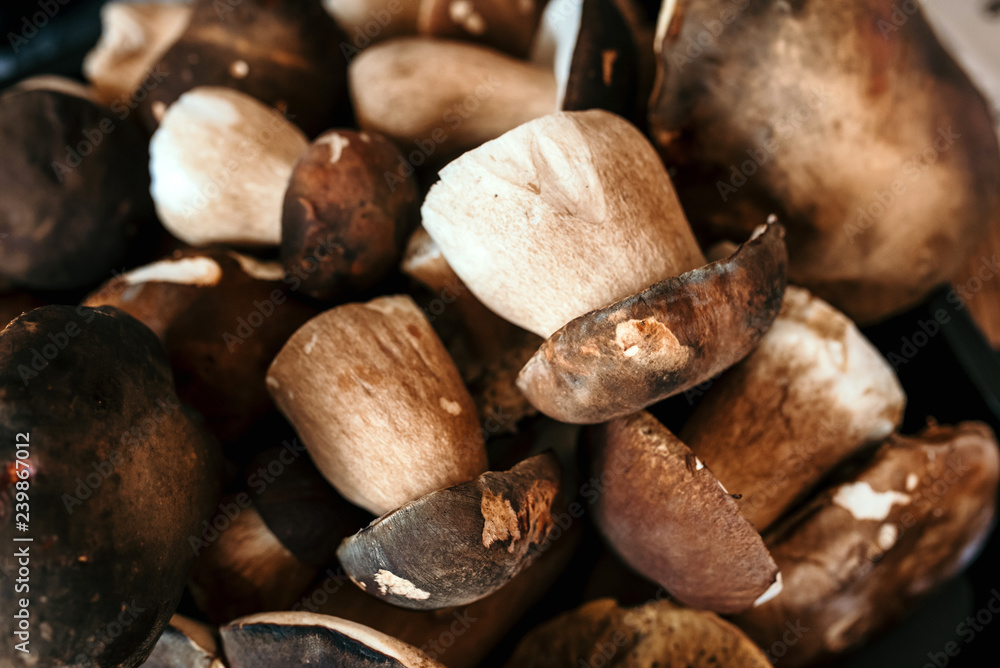 Picked Boletus edulis. Mushroom background Picked Boletus edulis. Mushroom background