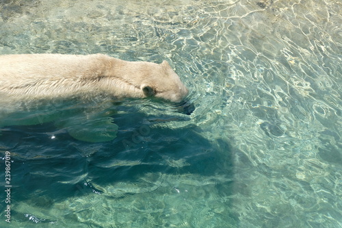A Polar Bear Curiously Swimming With Its Body Almost Submerged Underwater Moving To The Right.