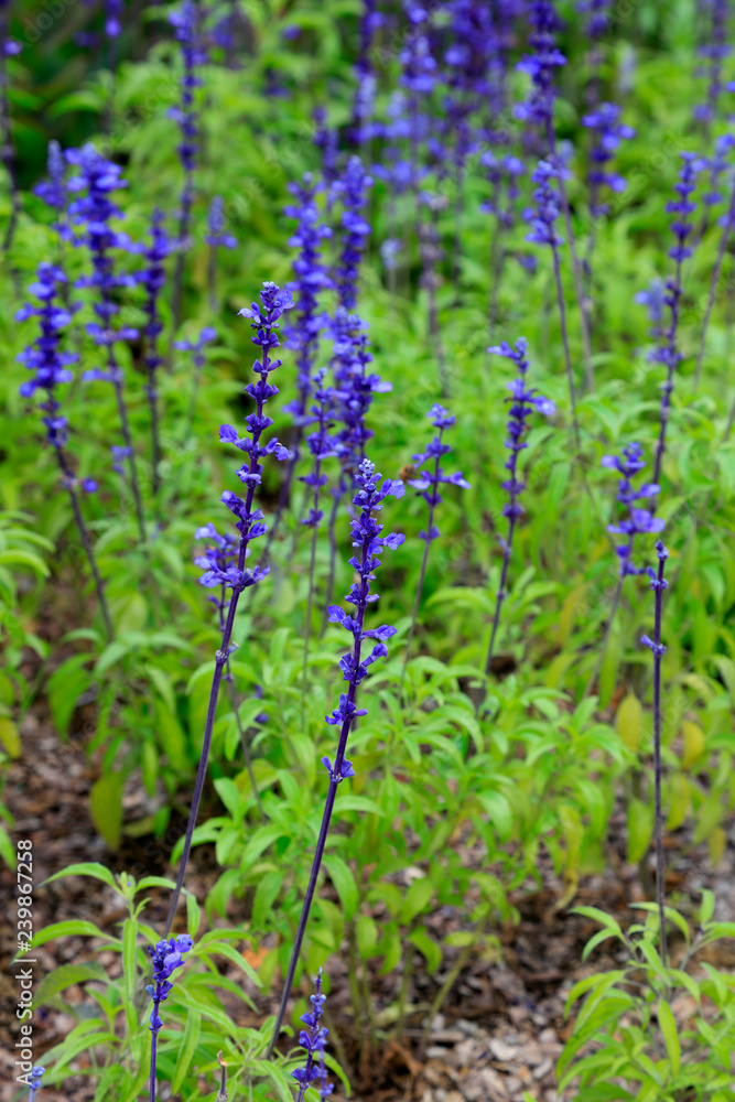 Fototapeta premium Sage in the botanical garden