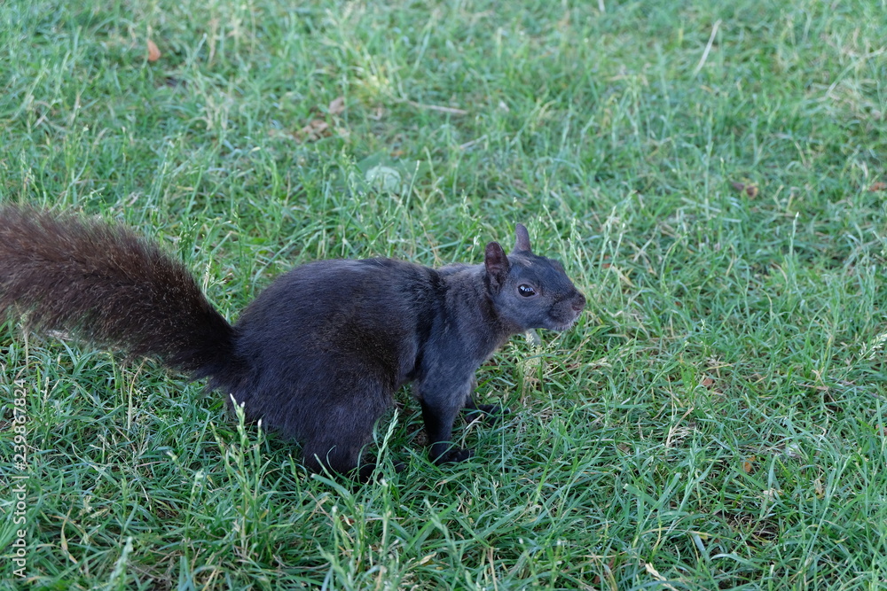 A Beautiful Black Squirrel Looking Backwards Elegantly and Gracefully Towards the Camera. A Beautiful Black Squirrel Looking Backwards Elegantly and Gracefully Towards the Camera.