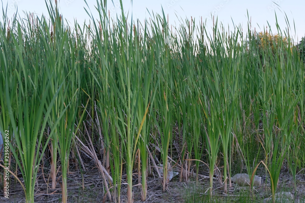 Fototapeta premium A Bunch of Cattails Growing in a Field. Strong Plant Stalks Shooting Out of the Earth.