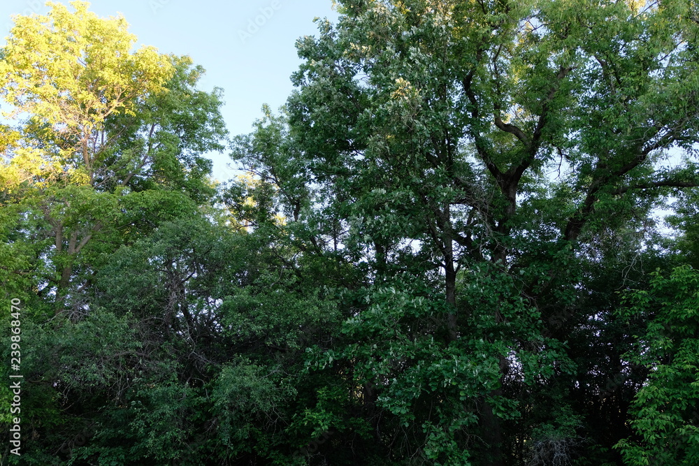 Trees on the Edge of a Field. Trees on the Edge of a Field.