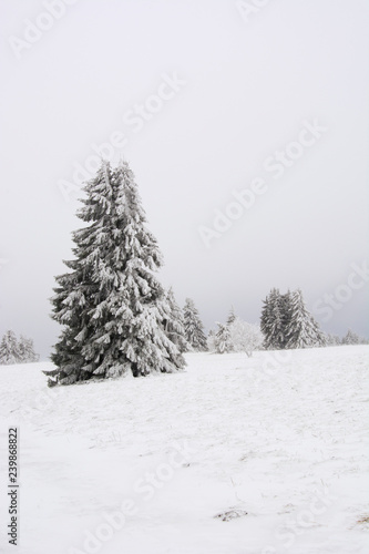 A tree laden with snow in Bavaria, Germany