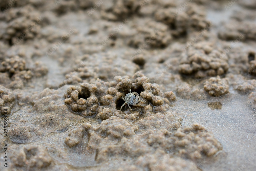 macro crab on the beach